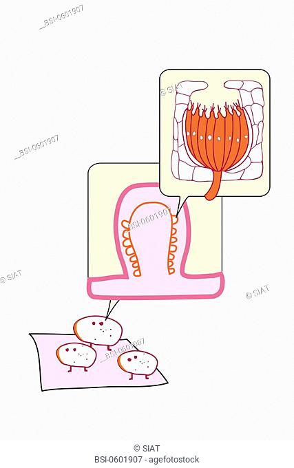 TASTE, ILLUSTRATION This image is explains where taste buds are located, which means in the inside of the different types of papillae located on the surface of...