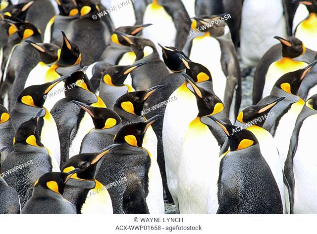 Molting adult king penguins Aptenodytes patagonicus, Salisbury Plains, South Georgia Island, southern Atlantic Ocean