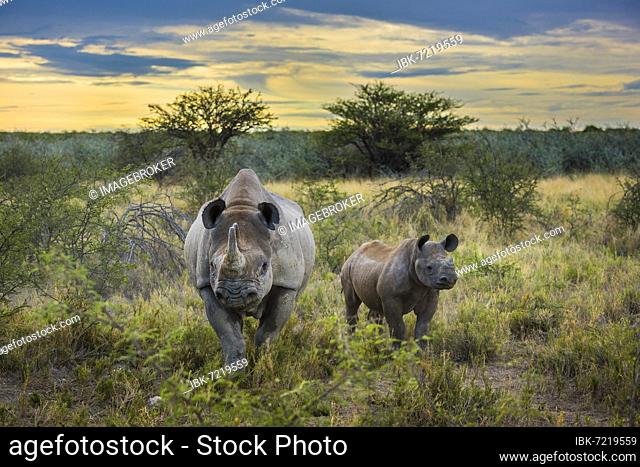 Black rhinoceros (Diceros bicornis), female with calf, Etosha National Park, Namibia, Africa
