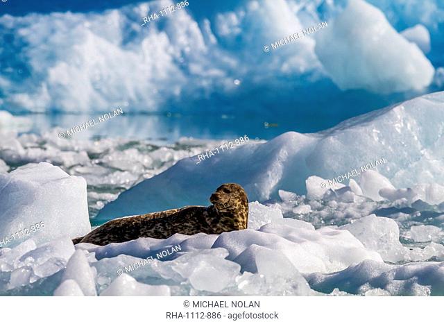 Harbour seal (Phoca vitulina), South Sawyer Glacier, Tracy Arm-Ford's Terror Wilderness area, Southeast Alaska, United States of America, North America