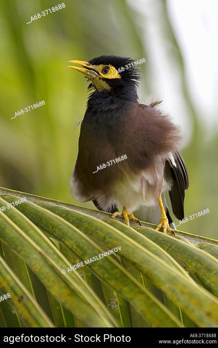 The common myna or Indian myna (Acridotheres tristis), sometimes spelled mynah, [2] is a member of the family Sturnidae (starlings and mynas) native to Asia