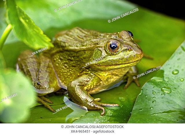 Chiricahua Leopard Frog (Rana chiricahuensis), Arizona, USA - Also known as Ramsey Canyon Leopard Frog Rana subaquavocalis - IUCN vulnerable - Protected under...