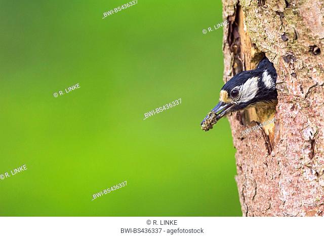 Great spotted woodpecker (Picoides major, Dendrocopos major), rmoves faeces from its den, Germany
