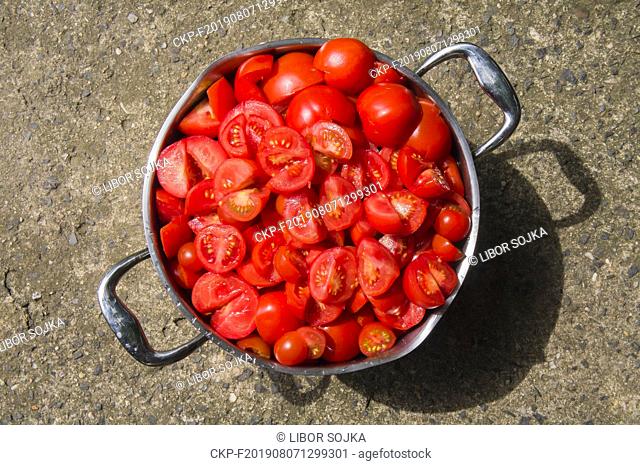 steel cooking pot full of red tomato, cut tomatoes, agriculture, vegetable, no people, freshness, botany, organic, healthy eating, food and drink, August 6