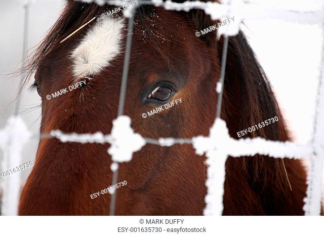 Horse eyeing frost covered fence