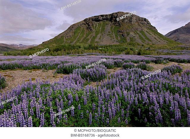 lupine (Lupinus spec.), Field of lupins planted to combat soil erosion at Hamar, on Hamarsfjordur in the East Fjords region of eastern Iceland, Iceland