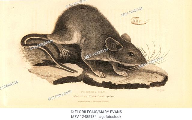 Eastern woodrat or Florida rat, Neotoma floridana. Handcoloured copperplate engraving by Griffith, Harriet or Edward, from Edward Griffith's The Animal Kingdom...