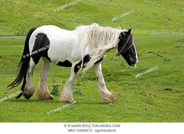 Black and white piebald horse trotting. North Yorkshire Moors UK
