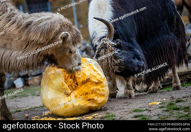 03 November 2021, Baden-Wuerttemberg, Stuttgart: A camel and a bull yak at Wilhelma eat two large pumpkins in their enclosure