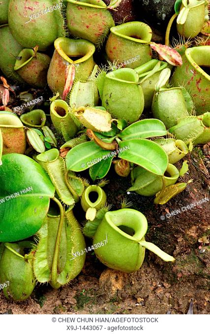 Pitcher Plant, Nepenthes Ampullaria, Borneo