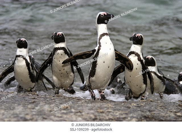 animal, penguin, jackass-penguin