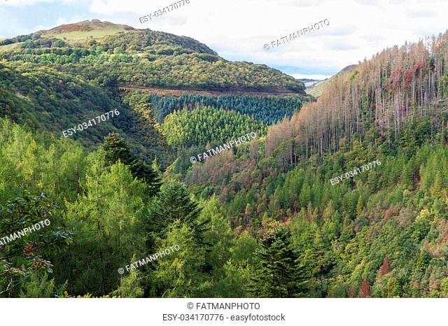 Wooded tree lined valley of river Afon Rheidol, Pontarfynach, Hafod estate, Ceredigion, Wales, United Kingdom, Europe