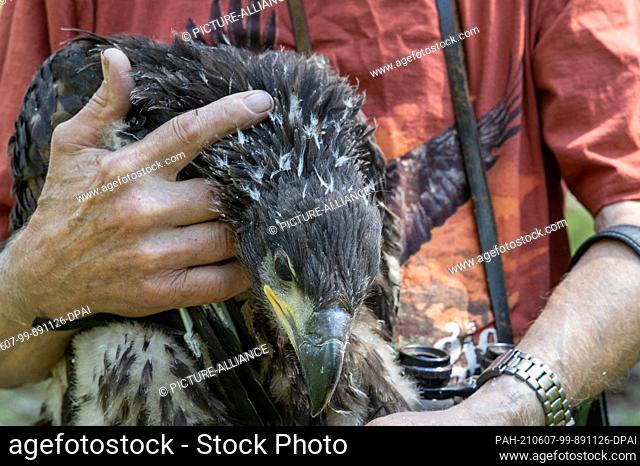 06 June 2021, Brandenburg, Dallgow-Döberitz: The eyrie keeper holds a young bird in his arms. Only a few white-tailed eagles still lived in Germany in the 1960s