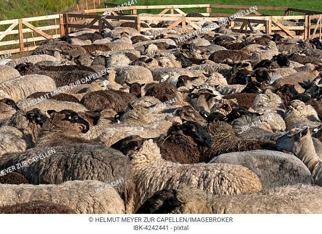 Sheep crammed together, blackheaded sheep, Mecklenburg-Western Pomerania, Germany