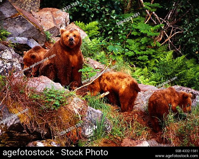 Brown bear sow with cubs among rock boulders near Wolverine Creek, Big River Lakes, Redoubt Bay State Critical Habitat Area, Alaska
