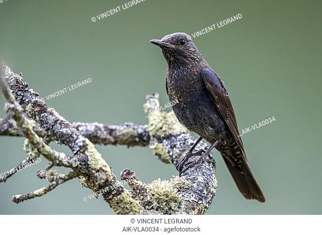Adult female Blue Rock-Thrush sitting on a tree in Montfraguë, Spain. May 19, 2018