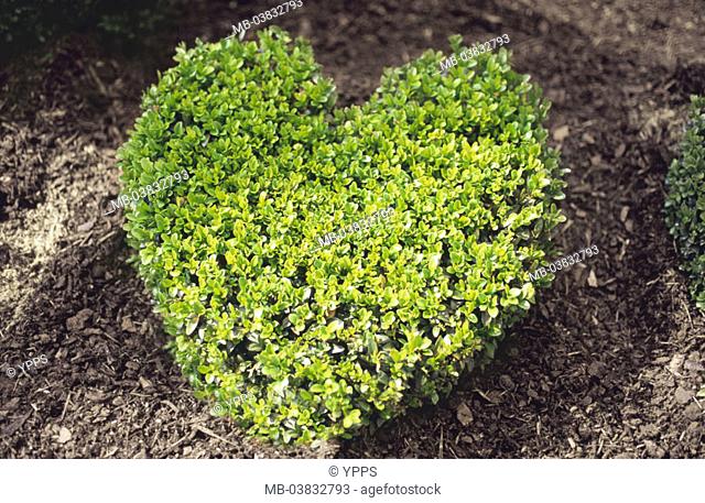 Bed, Kleinblättriger boxwood, Buxus  microphylla, form cut, heart-shaped,  Plants, boxwood plants, shrub, bush, green, molded, cut, form, heart, grows, symbol