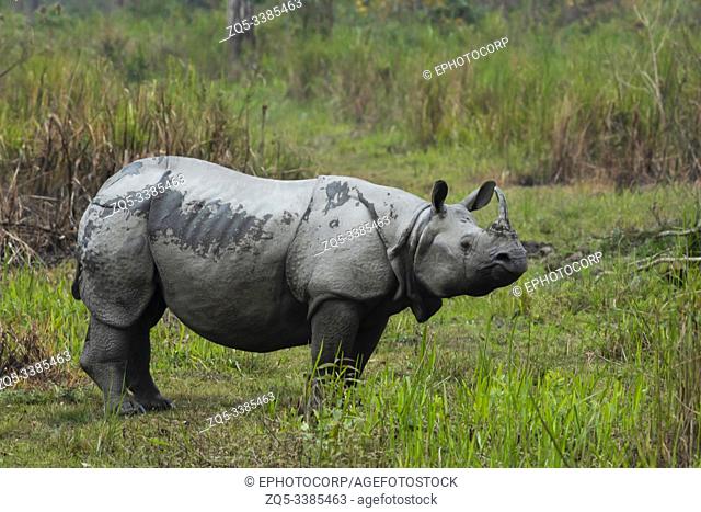 Indian one horned Rhino at Kaziranga National Park in Assam