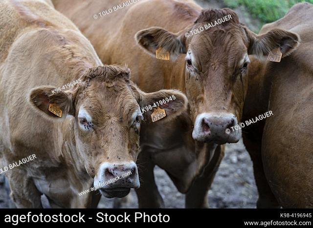 cow corral, Lazcano, Guipuzcoa, Basque country, Spain