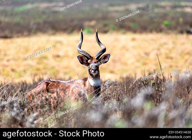 young male of endemic very rare Mountain nyala, Tragelaphus buxtoni, big antelope in Bale mountain National Park, Ethiopia, Africa wildlife