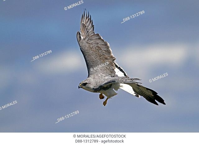 Falkland Islands , Pebble island , Variable Hawk or Red-backed Hawk Buteo polyosoma, male