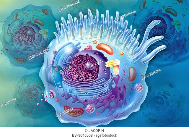 Cell. Representation of a cell in cutaway view with all the main organelles of which the nucleus purple constituted of chromatine at the centre in pink with the...