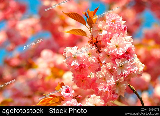 Beautiful blooming pink flowers of sakura, japanese cherry in spring