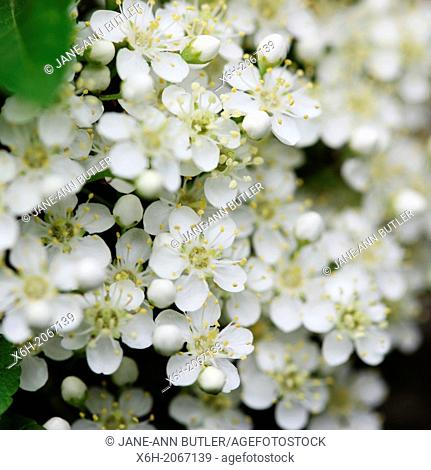 charming pyracantha flowers in spring