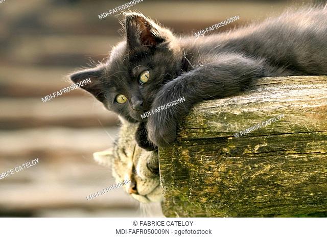 Cat and kitten resting in the sun in a wood gutter in the village of St Veran