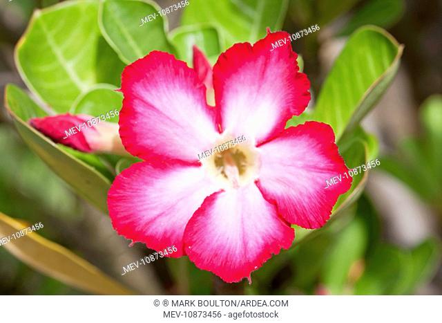 Flowers of Desert Rose (Adenium multiflorum). Mombasa - Kenya. Latin formerly Adenium obesum