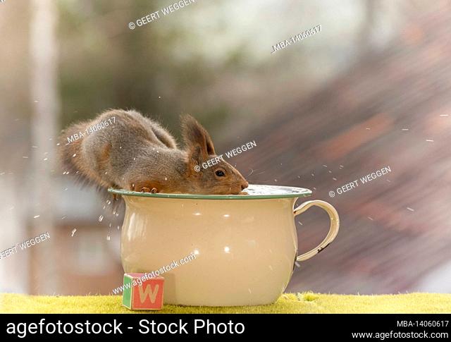 close up of red squirrel in water from a pisspot with a wooden block with capital