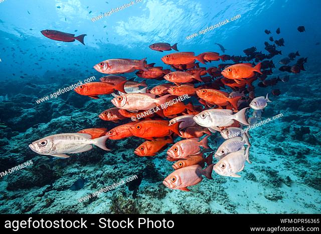 Shoal of Crescent-tail Bigeye, Priacanthus hamrur, North Male Atoll, Indian Ocean, Maldives