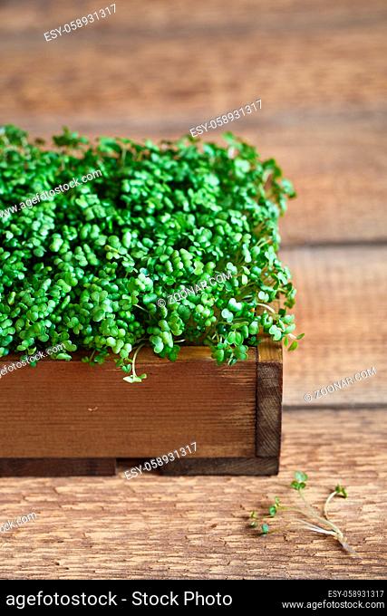 Close-up of Mustard Microgreens, green leaves and stems. Sprouting Microgreens. Seed Germination at home. Vegan and healthy eating concept