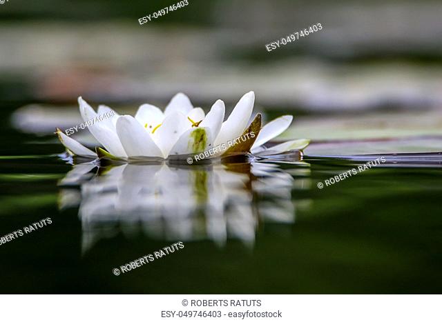 White water lilies bloom in the river, Latvia. Water lily flower with green leaves in the water. White water lily in river as background