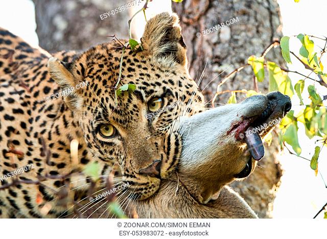Leopard with a Duiker kill in the Sabi Sands, South Africa
