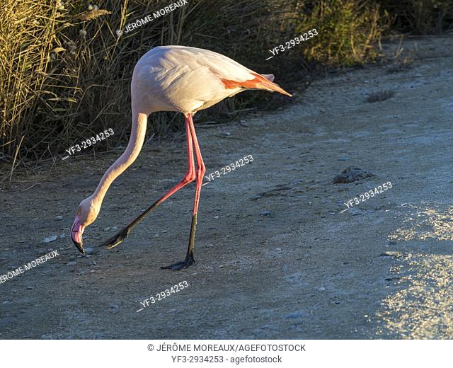 Pink flamingo in Pont de Gau Ornithologic Park, Saintes-Maries-de-la-Mer, Camargue, France
