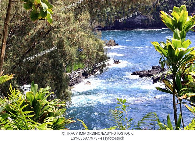Peeking through pine and yucca trees and ferns to the Pacific Ocean at Onomea Bay in Papaikou, Hawaii