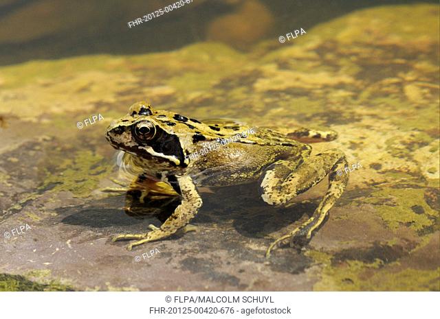 Common Frog Rana temporaria adult, resting in shallow water, Oxfordshire, England, august