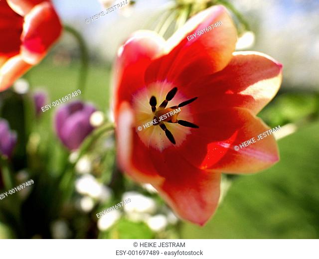 Tulip-orange-flower arrangement