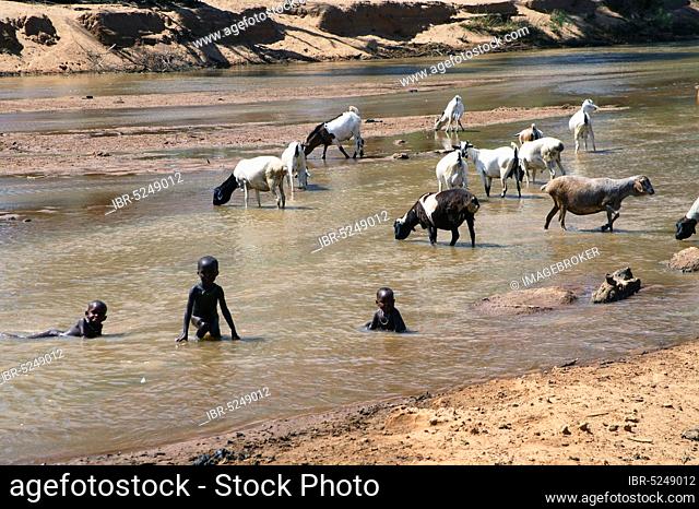 Children and domestic sheep, Uaso Nyiro River, Samburu Reserve, Samburu Game Reserve, sheep, sheep, Kenya, Africa