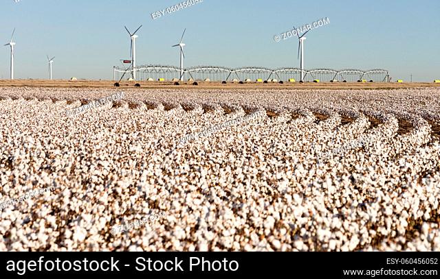 Irrigation equipment and wind power generators in a mature cotton field