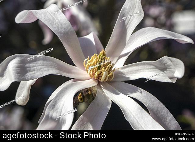 Flower of star magnolia (Magnolia stellata), Baden-Württemberg, Germany, Europe