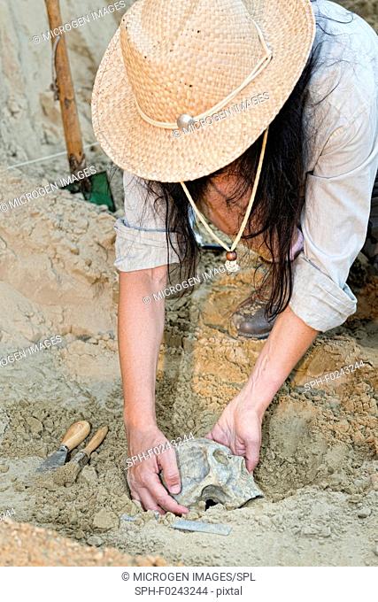 Archaeologist excavating a skull