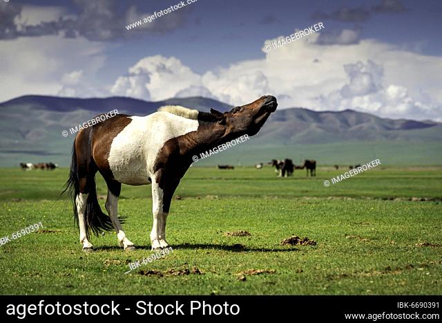 Pose of the horse (Equus ferus caballus), Arkhangai Province, Mongolia, Asia