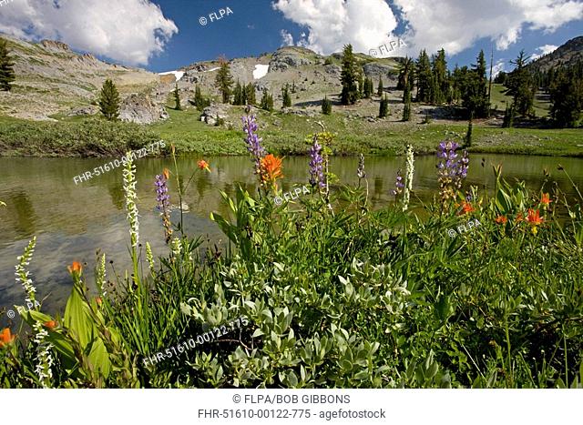 Mixed wildflowers, Sierra Bog Orchid, Lupin and Paintbrush, growing beside alpine lake, Carson Pass, Sierra Nevada, California, U S A