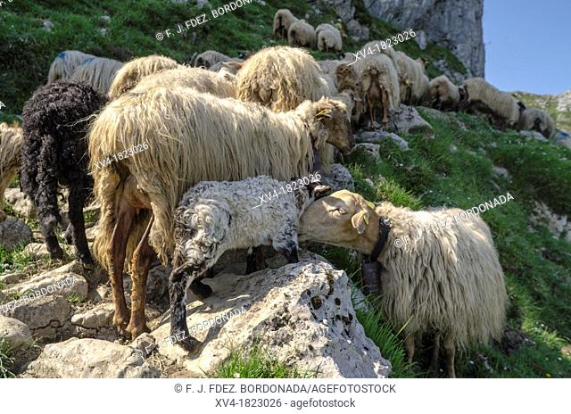 Sheepherd in the Asturias Mountain, Onis Valley, Spain