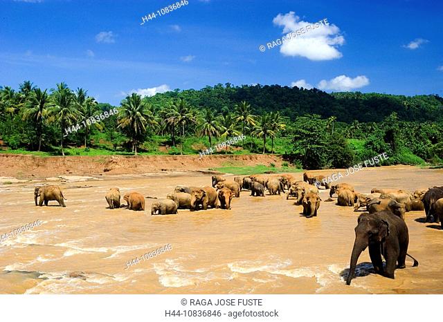 Sri Lanka, Asia, near Kandy City, Pinnewela, Pinnawela, Pinnewela, Pinnewala, Elephant orphanage, abandoned elephants