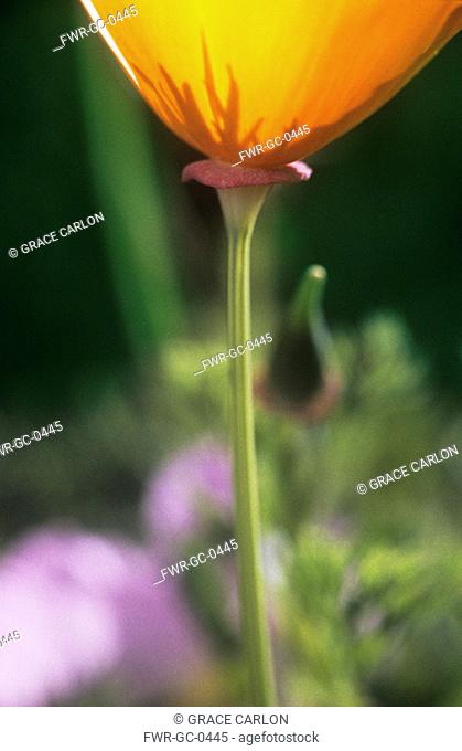 Eschscholzia californica, Poppy - Californian poppy