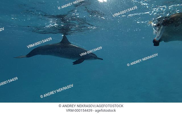 Woman look at on Dolphin in the blue water (Spinner Dolphin, Stenella longirostris) Underwater view, Close-up, Underwater shot, 4K / 60fps