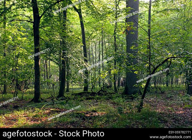 Natural deciduous stand in summer mist and sunbeam shaft entering, Bialowieza Forest, Poland, Europe